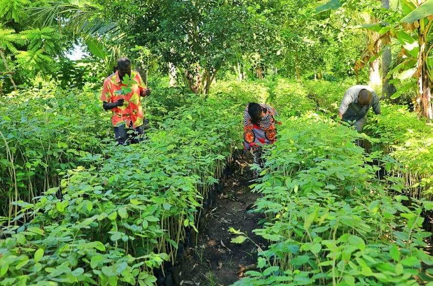 Baumschule Kwale .png