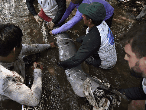 Fang eines Flussdelfins.png