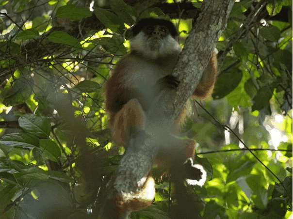 Roter Stummelaffe.png