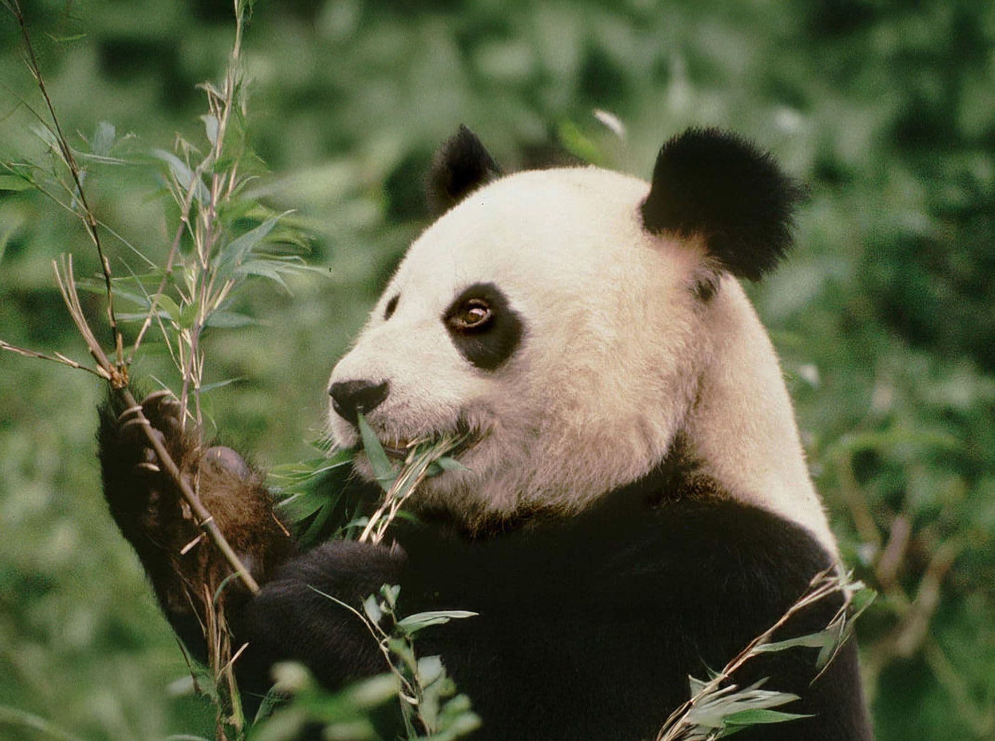 wwf_panda.jpg