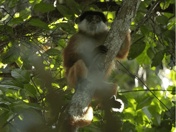 Roter Stummelaffe.png