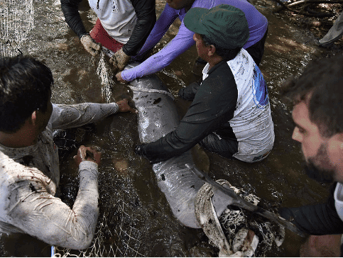 Fang eines Flussdelfins.png