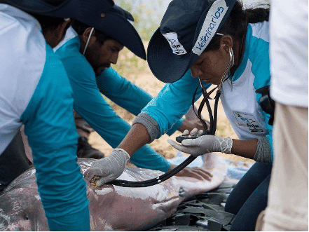 Herztöne Flussdelfin.png