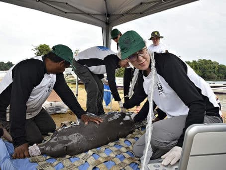 Untersuchung Flussdelfin.png