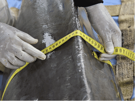 Vermessung Flussdelfin 2.png