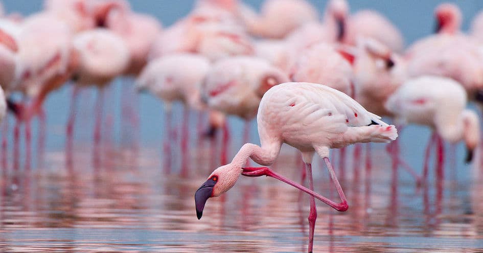 Flamingos Lake Natron.png