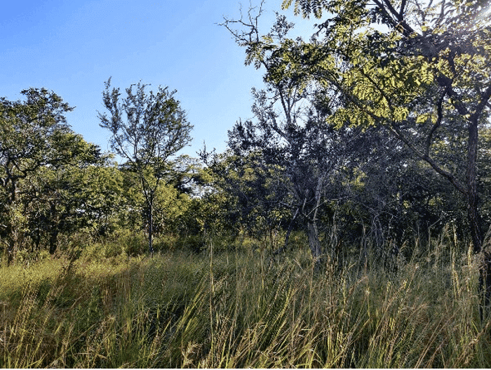 Wald im Nainokwe Village.png