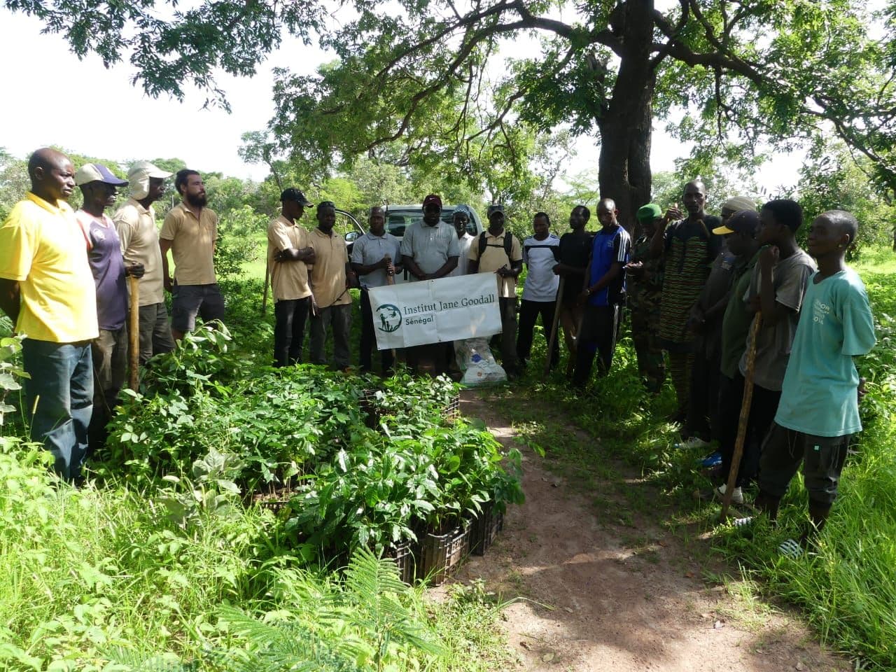 senegal-agroforestry-program-3-(c)Jane Goodall Institute Senegal.jpg