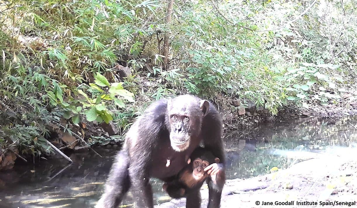 senegal-campera-trap-chimpanzee-mother-and-infant-(c)Jane Goodall Institute Senegal.png